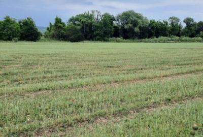 Teren extravilan de vanzare, 4900 mp, Bolde?ti Scaieni - 8