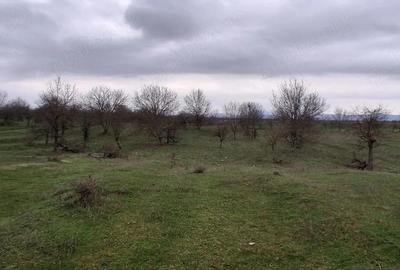 Teren de 3700 mp, în Central - 5