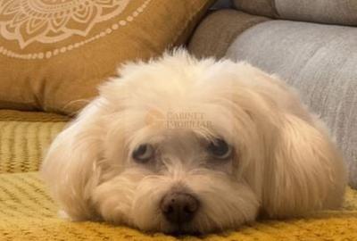 2C Decomandat - 50mp | Metrou Lujerului | Reabilitat | Et Intermediar - 16