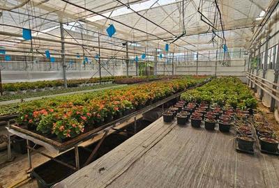 Inchiriez sera, solariu pentru productie flori sau legume - 4