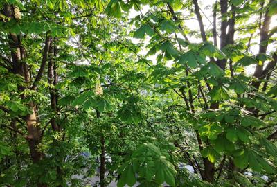 Inchiriez apartament Tomis II apartament 2 camere (transformat in 3) - 5