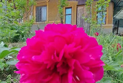 Casa, com. Ileana, Calara?i - 3