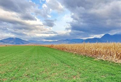 Teren extravilan Tarlungeni - 4