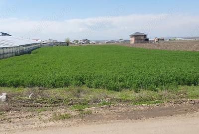 Teren de 4000 mp, în Matca - 2