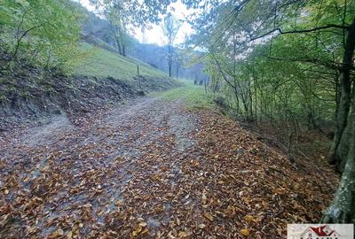 Vanzare casa cu 17.399 mp teren in Vintu de Jos - Valea Vintului - 8