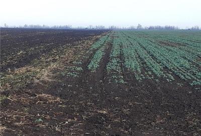 Teren de 5000 mp, în Cotorca - 7