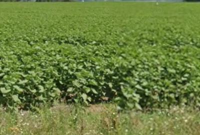 Vand 5,5 ha teren curti-constructii, Cateasca, Arges cu deschidere DJ de aprox. 130 m - 2