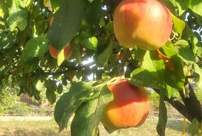 Valu Traian , casa cu teren si livada - 11