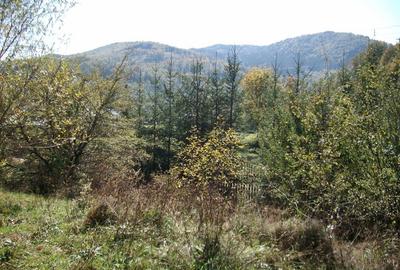 Teren de 1500 mp, în Molid - 9