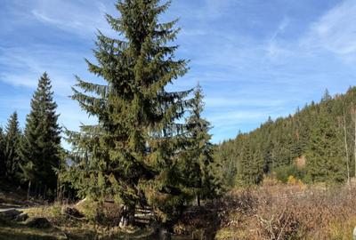 Teren de 6000 mp, în Ortoaia - 4