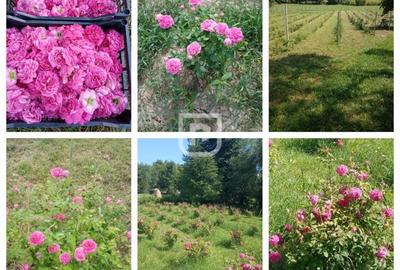 Casa la tara cu 30 ari Rasca - 10