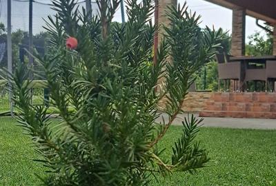 Casă cu 4 camere în Cuca - 5