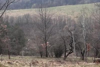Teren de 6000 mp, în Alexandru cel Bun - 2