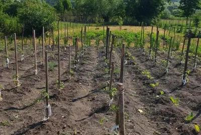 Casa 20 km de Bistrita 1400 mp teren - 6