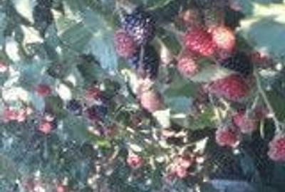 Casă cu 3 camere în Pădurețu - 7