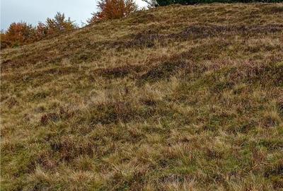 Spațiu comercial, în Cresuia - 11