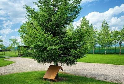 Film! Afacere la cheie  -Camping amenajat, Rasnov - Glajerie, Brasov - 2