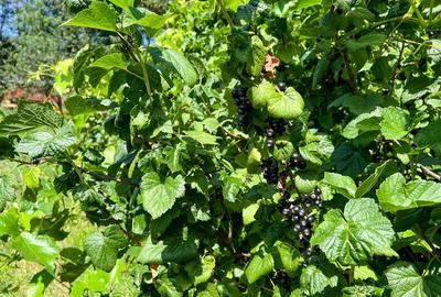 Casă individuală cu 5 camere cu Garaj în Exterior Est - 3