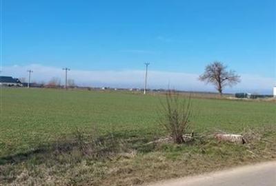 Teren in Ciolpani cu pozitie si pret bun, pretabil pentru constructie sau invest - 2