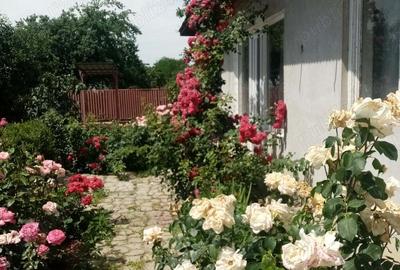 Casă cu 6 camere în Jilavele - 6