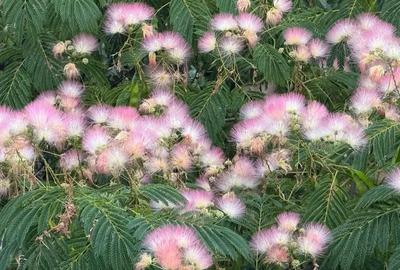 Casă cu Teren 300 Mp în Central - 1