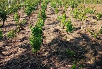 Casă în Orașu Nou - 5