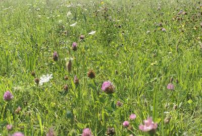 Teren de 2038 mp, în Oșlobeni - 2