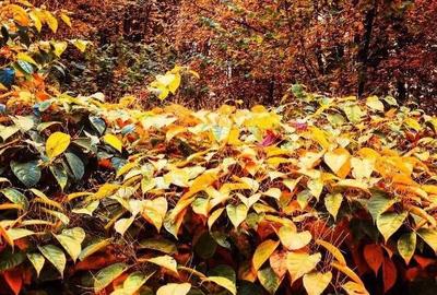 Teren pentru investitii 11.000 mp - 35