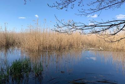 Teren Construcții intravilan de 2000 mp, în Comana - 1