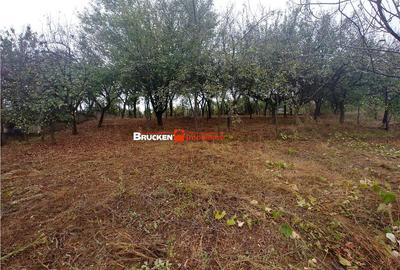 Teren de 1236 mp, în Petreu - 6