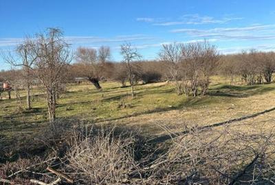 Teren- intravilan in DELTA- loc BALTENII DE JOS - 12