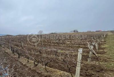 Spațiu comercial, în Chicerea - 3