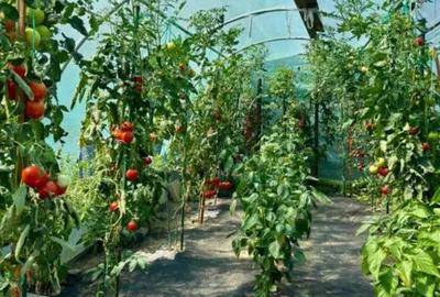 Casă cu 3 camere cu Teren 700 Mp în Satu Nou de Jos