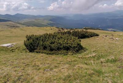 Bucegi zona alpina Ski Resort Padina Pestera - 4