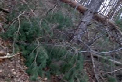 Vând pădure de pin,fag,molid și brad - 2