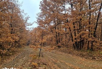 Teren de 21200 mp, în Bâlteni - 1