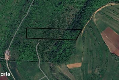 Teren de 38400 mp, în Șura Mare - 5