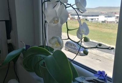 Apartament cu 2 camere semidecomandat în Florești - 2