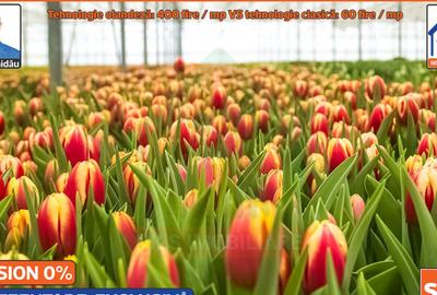 Sere: 10.640mp | Hala: 830mp | Teren 42.000mp | Lehliu-Gara - 6