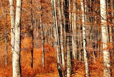 Padure Gorun, 284 Ha, zona Mehedinti - 1