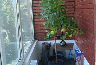 Apartament cu 2 camere în Central - 7
