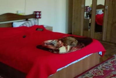 Casă cu 5 camere cu Teren 1000 Mp în Făgăraș - 3