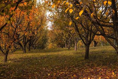 Casă cu 3 camere cu Teren 2500 Mp în Drajna - 2