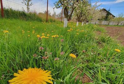 Vand casa la alb. - 9