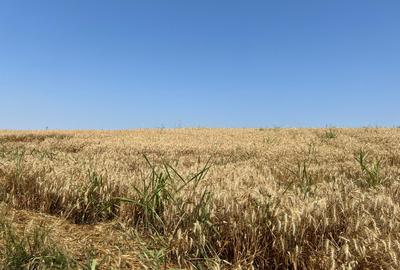 Ciolpani -Ilfov - teren 4000 mp - 6