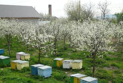 Teren de 18212 mp, în Turnu Măgurele - 3