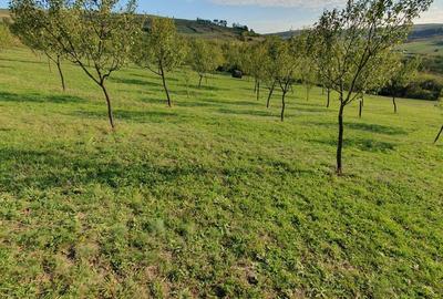 Spațiu comercial, în Aluniș - 8