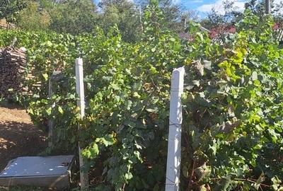 Galati, 1 ha vita de vie si casa 3 cam, pretabil amenajare turism viticol - 8