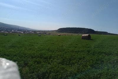 Teren de 8000 mp, în Chinteni - 5