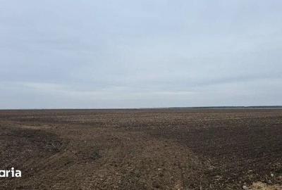 Teren de 5000 mp, în Gălbinași - 4